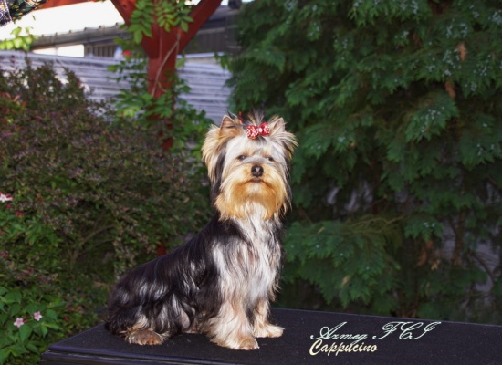 York Yorki Yorkshire Terrier szczenięta FCI