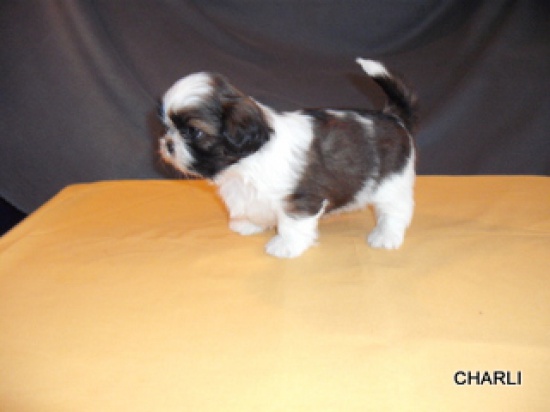 Szczeniaczki  SHIH-TZU z rodowodem ZKwP FCI
