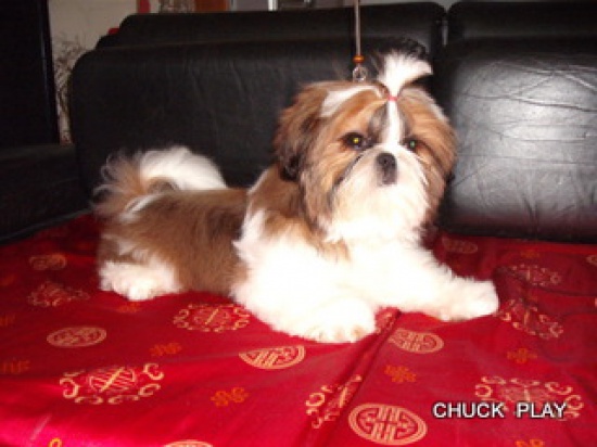 Szczeniaczek SHIH - TZU z rodowodem KwP  FCI