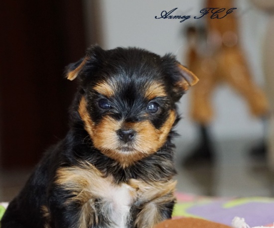 York Yorki Yorkshire Terrier szczenięta FCI
