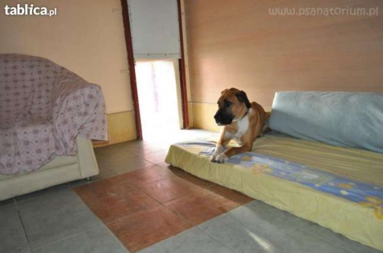 Hotel PSANATORIUM rehabilitacja szkolenia dla zwierzat k/ Poznan 