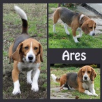 czteroletni Ares