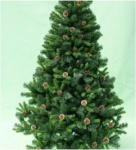 Ekskluzywna jodła dwu i trzykolorowa