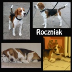 Roczniak