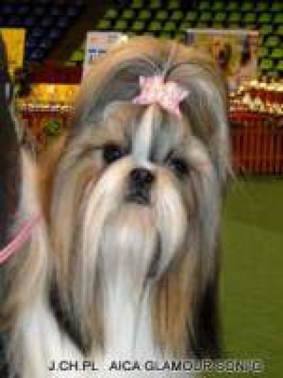 Szczeniaczki  SHIH-TZU z rodowodem ZKwP FCI