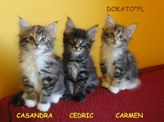 Maine Coon kociaki z rodowodem FPL + wyprawka