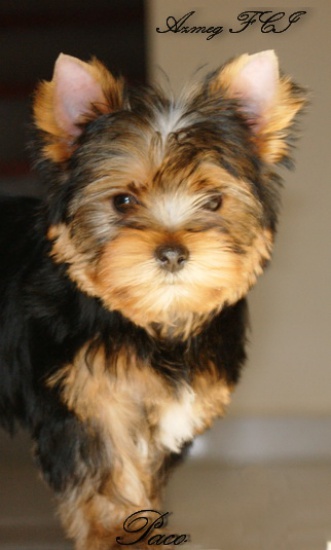 York Yorki z rodowodem FCI