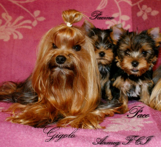 York Yorki z rodowodem FCI