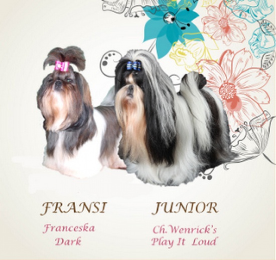 Szczeniaczki  SHIH-TZU z rodowodem ZKwP FCI