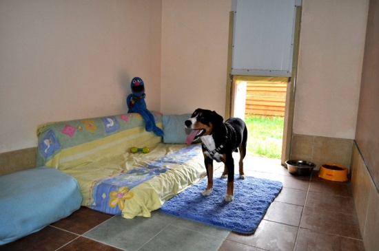 Hotel dla psa i kota PSANATORIUM.    Nowe,ogrzewany,osobne pokoje