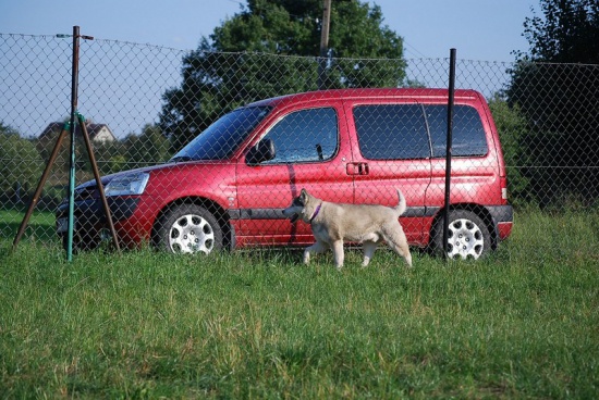 Pomoc w transporcie PSY, KOTY . Hotel dla zwierzat PSANATORIUM.pl