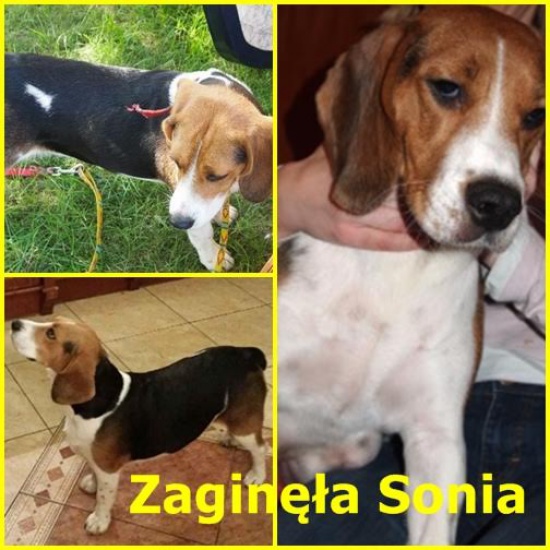 ZAGINĘŁA sunia beagle Sonia!
