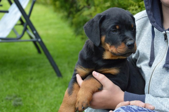  Rottweilery Pieski Suczki