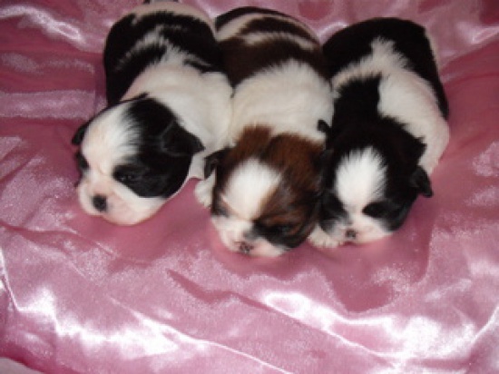 Szczeniaczki  SHIH-TZU z rodowodem ZKwP FCI