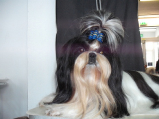 Szczeniaczki  SHIH-TZU z rodowodem ZKwP FCI