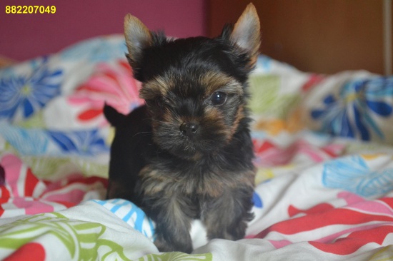 Yorki, york , yorkshire terrier MINIATURKA